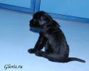 Файл=riesenschnauzer_puppy~3.jpg
Объём=107KB
Размеры=1000x800
Дата=Дек 09, 2008 riesenschnauzer_puppy~3.jpg