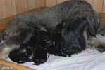 Файл=riesenschnauzer_puppy.jpg
Объём=635KB
Размеры=1195x800
Дата=Март 21, 2008 riesenschnauzer_puppy.jpg