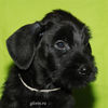 Файл=riesenschnauzer_puppy1~0.jpg
Объём=257KB
Размеры=600x600
Дата=Март 23, 2008 riesenschnauzer_puppy1~0.jpg