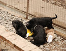 Файл=riesenschnauzer_puppy1~1.jpg
Объём=715KB
Размеры=1040x800
Дата=Апр 03, 2008 riesenschnauzer_puppy1~1.jpg