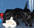 Файл=riesenschnauzer_puppy1~2.jpg
Объём=108KB
Размеры=960x800
Дата=Окт 11, 2008 riesenschnauzer_puppy1~2.jpg