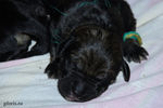 riesenschnauzer_puppy1.jpg