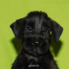 Файл=riesenschnauzer_puppy10.jpg
Объём=225KB
Размеры=600x600
Дата=Март 24, 2008 riesenschnauzer_puppy10.jpg