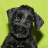Файл=riesenschnauzer_puppy11.jpg
Объём=264KB
Размеры=600x600
Дата=Март 24, 2008 riesenschnauzer_puppy11.jpg
