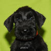 Файл=riesenschnauzer_puppy12.jpg
Объём=240KB
Размеры=600x600
Дата=Март 24, 2008 riesenschnauzer_puppy12.jpg