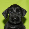 Файл=riesenschnauzer_puppy13.jpg
Объём=249KB
Размеры=600x600
Дата=Март 24, 2008 riesenschnauzer_puppy13.jpg