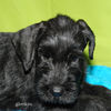 Файл=riesenschnauzer_puppy14.jpg
Объём=296KB
Размеры=600x600
Дата=Март 24, 2008 riesenschnauzer_puppy14.jpg