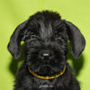 Файл=riesenschnauzer_puppy15.jpg
Объём=272KB
Размеры=600x600
Дата=Март 23, 2008 riesenschnauzer_puppy15.jpg