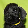 Файл=riesenschnauzer_puppy16.jpg
Объём=256KB
Размеры=600x600
Дата=Март 23, 2008 riesenschnauzer_puppy16.jpg