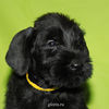 Файл=riesenschnauzer_puppy17.jpg
Объём=258KB
Размеры=600x600
Дата=Март 23, 2008 riesenschnauzer_puppy17.jpg