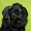 Файл=riesenschnauzer_puppy18.jpg
Объём=253KB
Размеры=600x600
Дата=Март 23, 2008 riesenschnauzer_puppy18.jpg