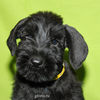 Файл=riesenschnauzer_puppy19.jpg
Объём=274KB
Размеры=600x600
Дата=Март 23, 2008 riesenschnauzer_puppy19.jpg