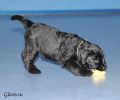 Файл=riesenschnauzer_puppy2~0.jpg
Объём=112KB
Размеры=960x800
Дата=Окт 11, 2008 riesenschnauzer_puppy2~0.jpg