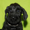 Файл=riesenschnauzer_puppy2.jpg
Объём=248KB
Размеры=600x600
Дата=Март 23, 2008 riesenschnauzer_puppy2.jpg