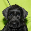 Файл=riesenschnauzer_puppy20.jpg
Объём=264KB
Размеры=600x600
Дата=Март 24, 2008 riesenschnauzer_puppy20.jpg