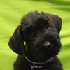 Файл=riesenschnauzer_puppy21.jpg
Объём=227KB
Размеры=600x600
Дата=Март 24, 2008 riesenschnauzer_puppy21.jpg