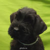 Файл=riesenschnauzer_puppy22.jpg
Объём=217KB
Размеры=600x600
Дата=Март 24, 2008 riesenschnauzer_puppy22.jpg