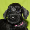 Файл=riesenschnauzer_puppy23.jpg
Объём=279KB
Размеры=600x600
Дата=Март 24, 2008 riesenschnauzer_puppy23.jpg