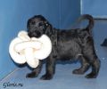 Файл=riesenschnauzer_puppy3~0.jpg
Объём=110KB
Размеры=960x800
Дата=Окт 11, 2008 riesenschnauzer_puppy3~0.jpg