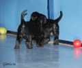 Файл=riesenschnauzer_puppy4~0.jpg
Объём=104KB
Размеры=960x800
Дата=Окт 12, 2008 riesenschnauzer_puppy4~0.jpg