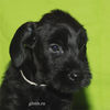 Файл=riesenschnauzer_puppy4.jpg
Объём=232KB
Размеры=600x600
Дата=Март 23, 2008 riesenschnauzer_puppy4.jpg