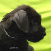 Файл=riesenschnauzer_puppy5.jpg
Объём=237KB
Размеры=600x600
Дата=Март 23, 2008 riesenschnauzer_puppy5.jpg