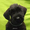 riesenschnauzer_puppy6.jpg