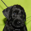 Файл=riesenschnauzer_puppy7.jpg
Объём=253KB
Размеры=600x600
Дата=Март 23, 2008 riesenschnauzer_puppy7.jpg
