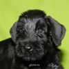 Файл=riesenschnauzer_puppy8.jpg
Объём=262KB
Размеры=600x600
Дата=Март 23, 2008 riesenschnauzer_puppy8.jpg