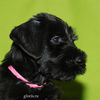 riesenschnauzer_puppy9.jpg