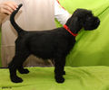 Файл=riesenschnauzer_puppy_f1.jpg
Объём=303KB
Размеры=720x600
Дата=Март 15, 2008 riesenschnauzer_puppy_f1.jpg