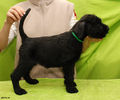Файл=riesenschnauzer_puppy_f2.jpg
Объём=314KB
Размеры=720x600
Дата=Март 15, 2008 riesenschnauzer_puppy_f2.jpg