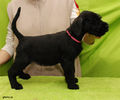 Файл=riesenschnauzer_puppy_f3.jpg
Объём=310KB
Размеры=720x600
Дата=Март 15, 2008 riesenschnauzer_puppy_f3.jpg