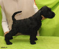Файл=riesenschnauzer_puppy_f4.jpg
Объём=294KB
Размеры=720x600
Дата=Март 15, 2008 riesenschnauzer_puppy_f4.jpg