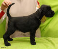 Файл=riesenschnauzer_puppy_f5.jpg
Объём=327KB
Размеры=720x600
Дата=Март 15, 2008 riesenschnauzer_puppy_f5.jpg