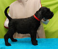 Файл=riesenschnauzer_puppy_m1.jpg
Объём=311KB
Размеры=720x600
Дата=Март 15, 2008 riesenschnauzer_puppy_m1.jpg