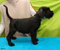 Файл=riesenschnauzer_puppy_m2.jpg
Объём=330KB
Размеры=720x600
Дата=Март 15, 2008 riesenschnauzer_puppy_m2.jpg