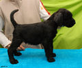 Файл=riesenschnauzer_puppy_m3.jpg
Объём=325KB
Размеры=720x600
Дата=Март 15, 2008 riesenschnauzer_puppy_m3.jpg