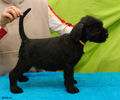 Файл=riesenschnauzer_puppy_m4.jpg
Объём=325KB
Размеры=720x600
Дата=Март 15, 2008 riesenschnauzer_puppy_m4.jpg