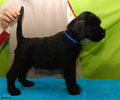 Файл=riesenschnauzer_puppy_m5.jpg
Объём=279KB
Размеры=720x600
Дата=Март 15, 2008 riesenschnauzer_puppy_m5.jpg