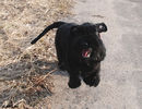 Файл=riesenschnauzer_smile.jpg
Объём=733KB
Размеры=1040x800
Дата=Апр 03, 2008 riesenschnauzer_smile.jpg