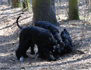 Файл=riesenschnauzers1.jpg
Объём=776KB
Размеры=1040x800
Дата=Апр 09, 2008 riesenschnauzers1.jpg
