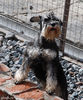 Файл=zvergschnauzer_Isik.jpg
Объём=448KB
Размеры=667x800
Дата=Март 21, 2008 zvergschnauzer_Isik.jpg
