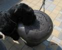 Файл=rostov_5.jpg
Объём=621KB
Размеры=1000x806
Дата=Апр 08, 2009 rostov_5.jpg